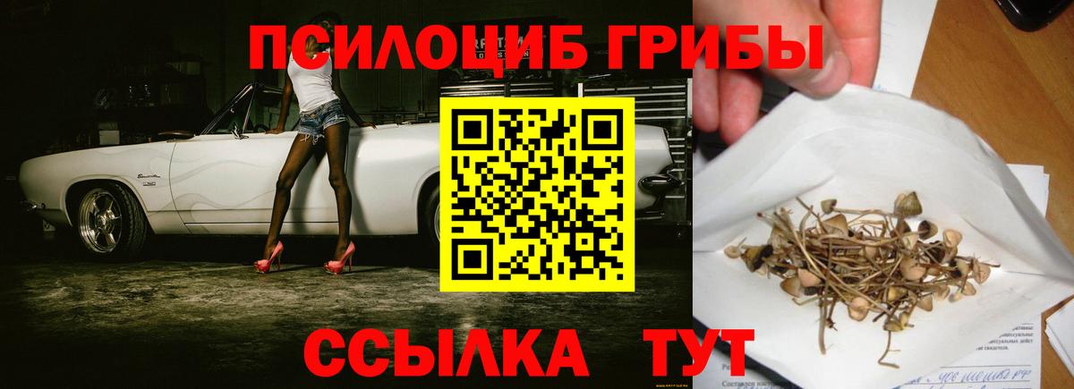 как найти наркотики  Псилоцибиновые грибы Psilocybe  Михайловка  Вход с VPN  Псилоцибиновые грибы GOLDEN TEACHER 